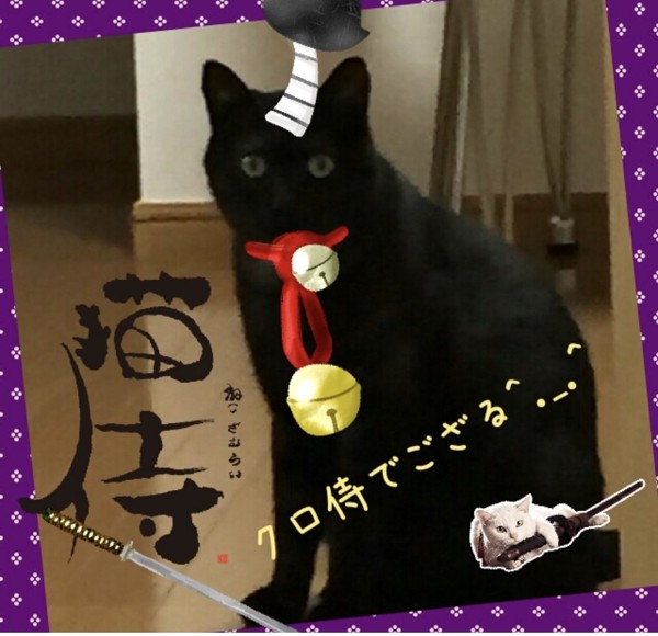 猫 黒猫 クロくんの写真
