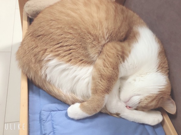 猫 スコティッシュストレート メープルの写真