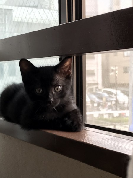 猫 黒猫 六太郎の写真