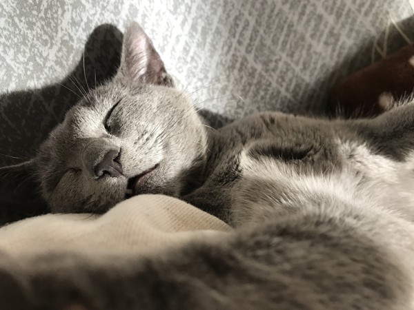 猫 ロシアンブルー ぶるぅの写真
