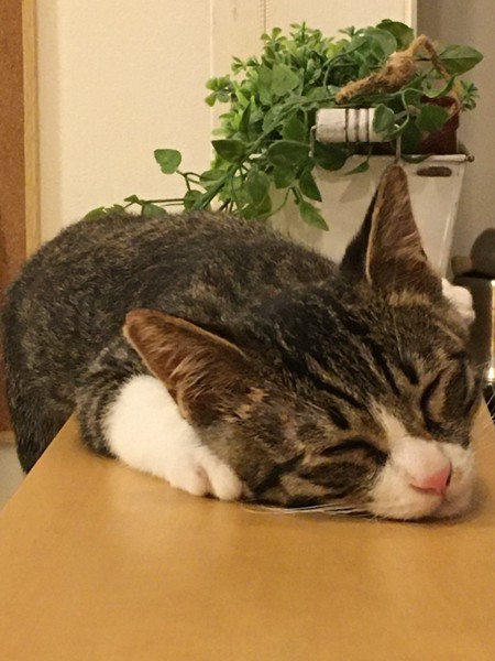 猫 キジシロ モコの写真