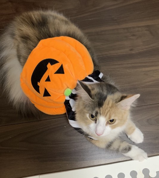 かぼちゃの服を着た猫