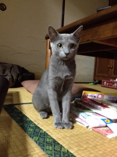 猫 ロシアンブルー ココアの写真