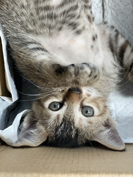 猫 サビ猫 ミオンの写真