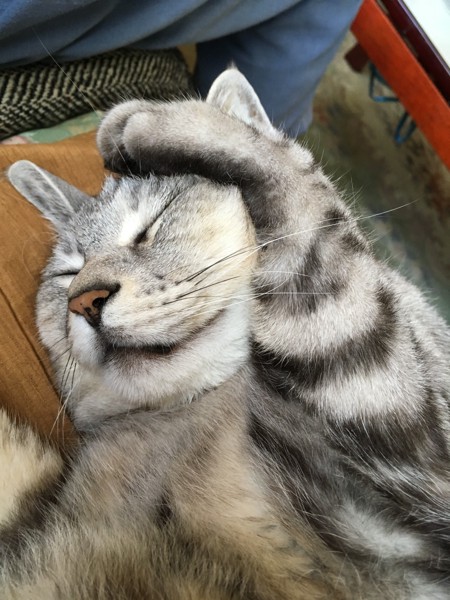 猫 サバトラ りょうの写真