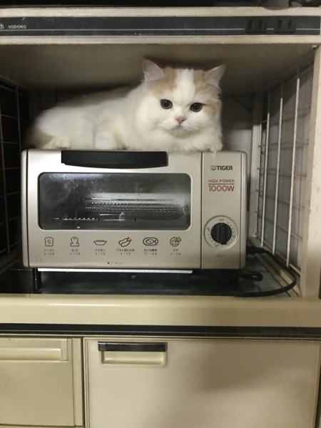 トースターの上でぬくぬくする猫