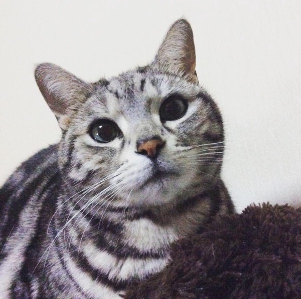 猫 アメリカンショートヘア タイガの写真