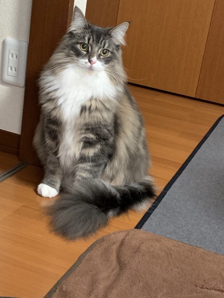 猫 ノルウェージャンフォレストキャット 太郎丸の写真