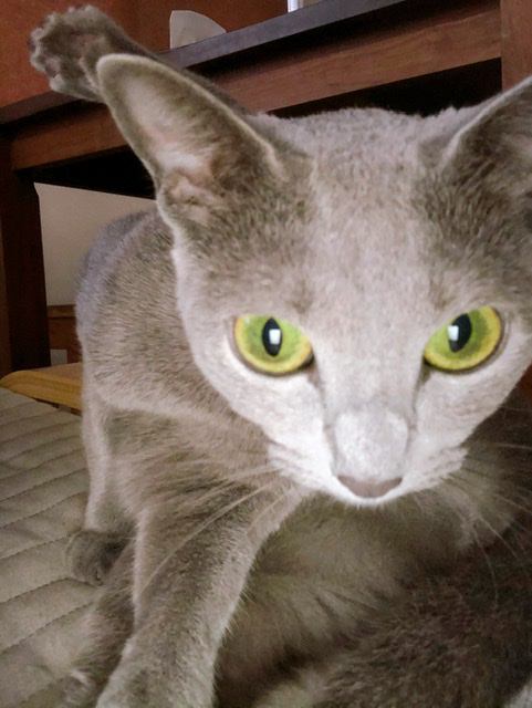 猫 ロシアンブルー 🐈ペグゾ〜🐈すけぞーの写真