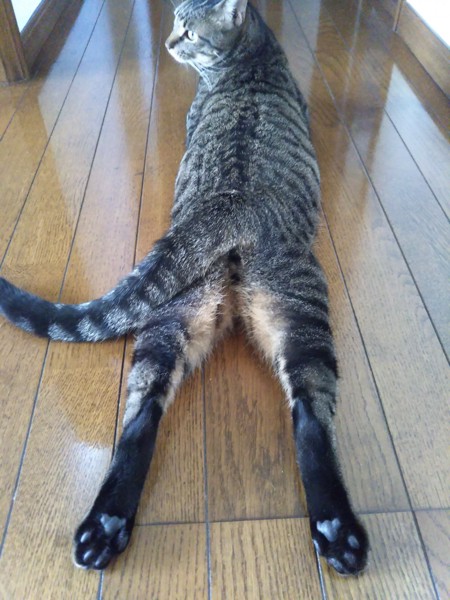 猫 キジトラ カカオの写真