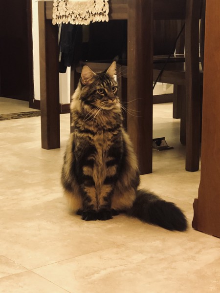 猫 メインクーン Leoの写真
