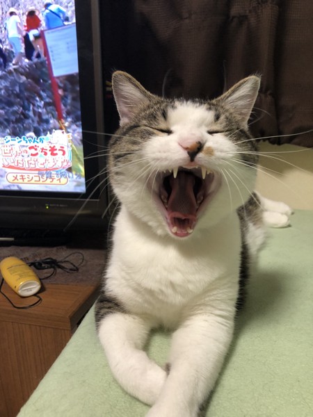 猫 キジトラ コハダの写真