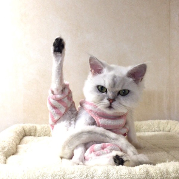 猫 チンチラペルシャ maroの写真
