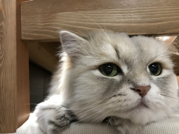 猫 ペルシャ 懐(カイ)の写真