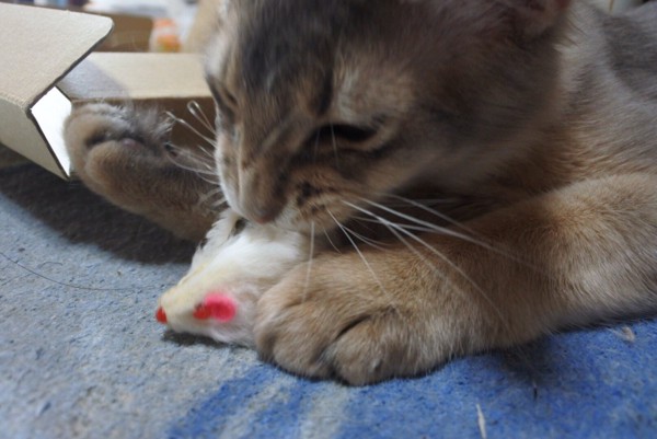 猫 ソマリ ゴマの写真