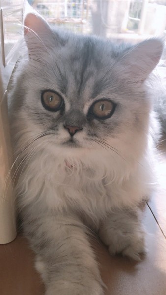猫 ペルシャ イヴの写真
