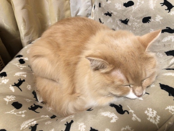 猫 サイベリアン ぷるめの写真