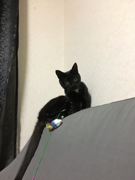 猫 黒猫 ベルの写真