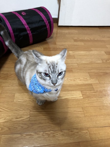 猫 マンチカン ステラ・太郎の写真