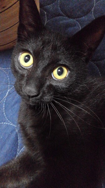 猫 黒猫 わさびの写真