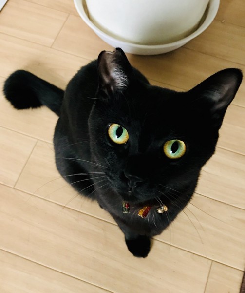 猫 黒猫 一休の写真