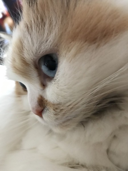猫 アメリカンカール リンちゃんの写真