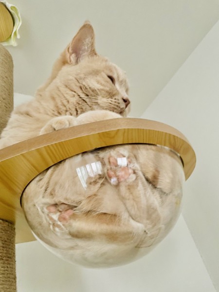 猫 ブリティッシュショートヘア シュウの写真