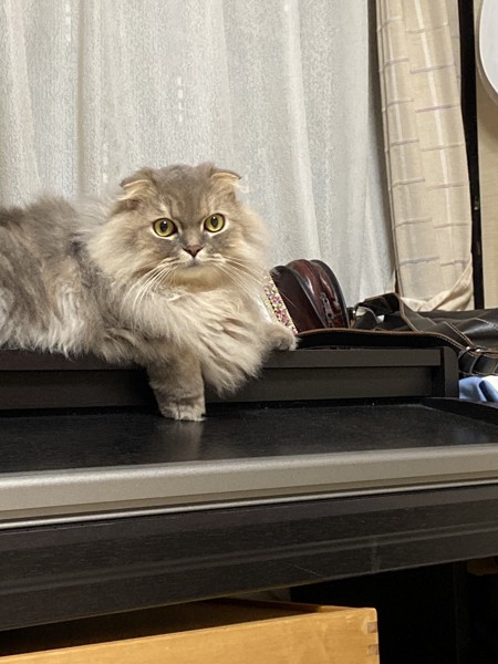 猫 スコティッシュフォールド レオの写真