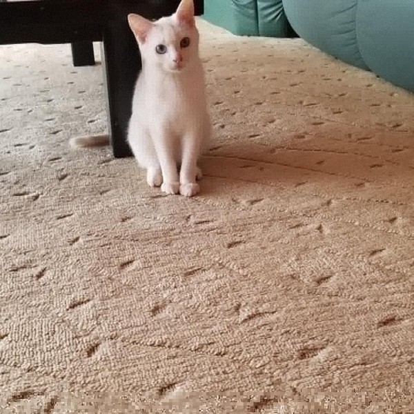 猫 白猫 シロコの写真