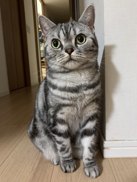 猫 アメリカンショートヘア ニャーの写真