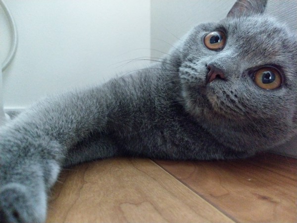 猫 ブリティッシュショートヘア ムーンの写真