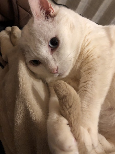 猫 白猫 てっちゃんの写真