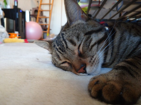 猫 ミックス猫（ベンガル&アメショ） レオの写真