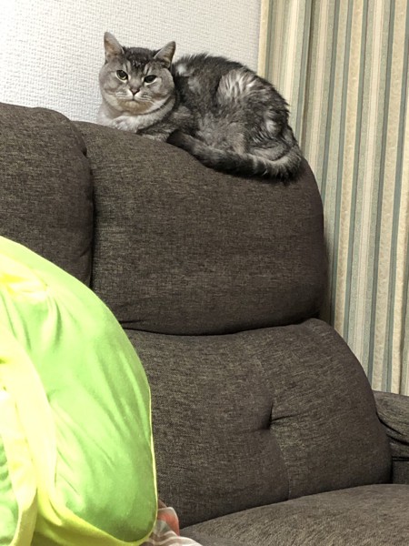猫 サバトラ ミンツの写真