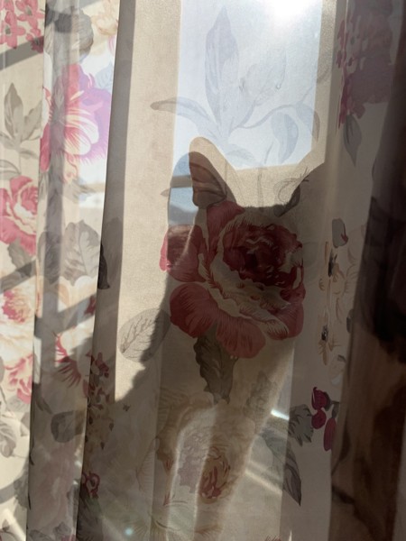 猫 シンガプーラ チョビの写真