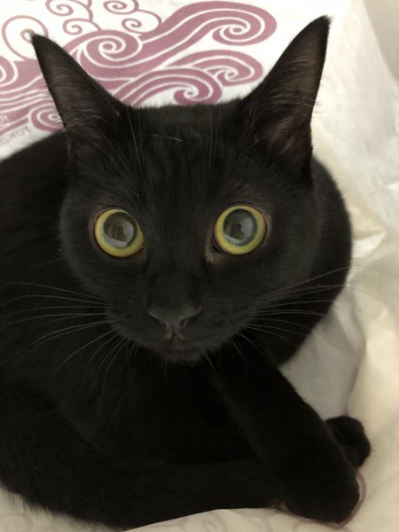 目がまんまるな黒猫