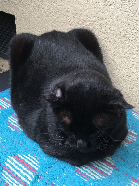 猫 黒猫 デカポン の写真