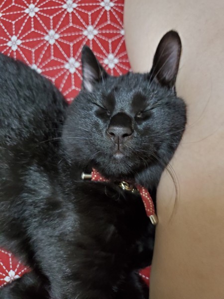 猫 黒猫 雷神の写真