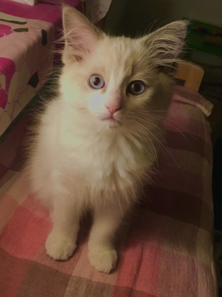 猫 ラグドール Zionの写真