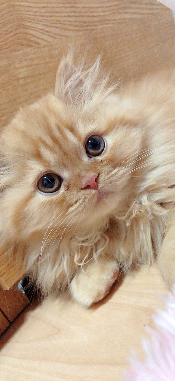猫 エキゾチックロングヘア シフォン君の写真
