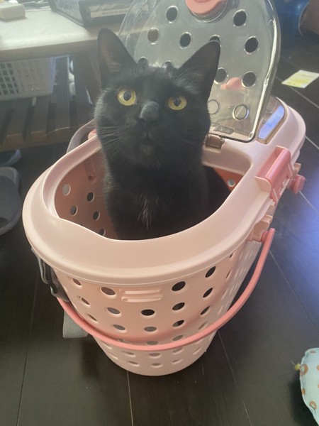 猫 黒猫 カリンの写真