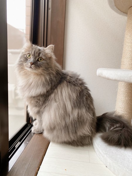 猫 サイベリアン テトの写真
