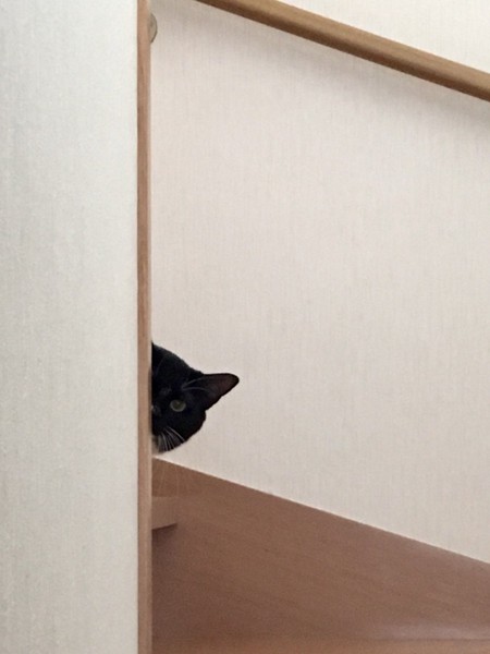 猫 黒ブチ さぬきの写真
