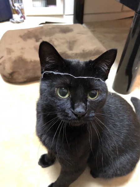 猫 黒猫 まーちゃんの写真