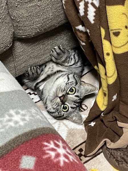 猫 マンチカン シオンの写真