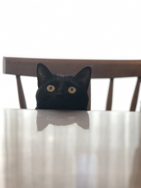 猫 黒猫 蒼空の写真