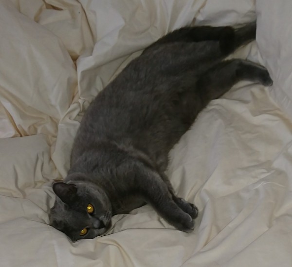 猫 ブリティッシュショートヘア リリーの写真