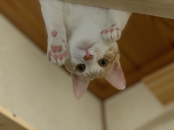 猫 茶白トラ ムギの写真