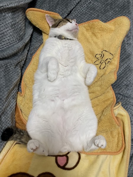猫 キジシロ きょーの写真