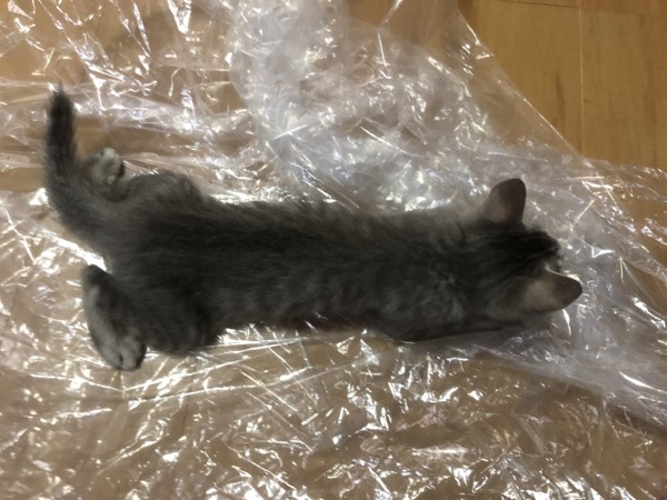猫 サバトラ ユメの写真
